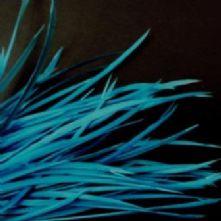 Turquoise Goose Biot Feathers